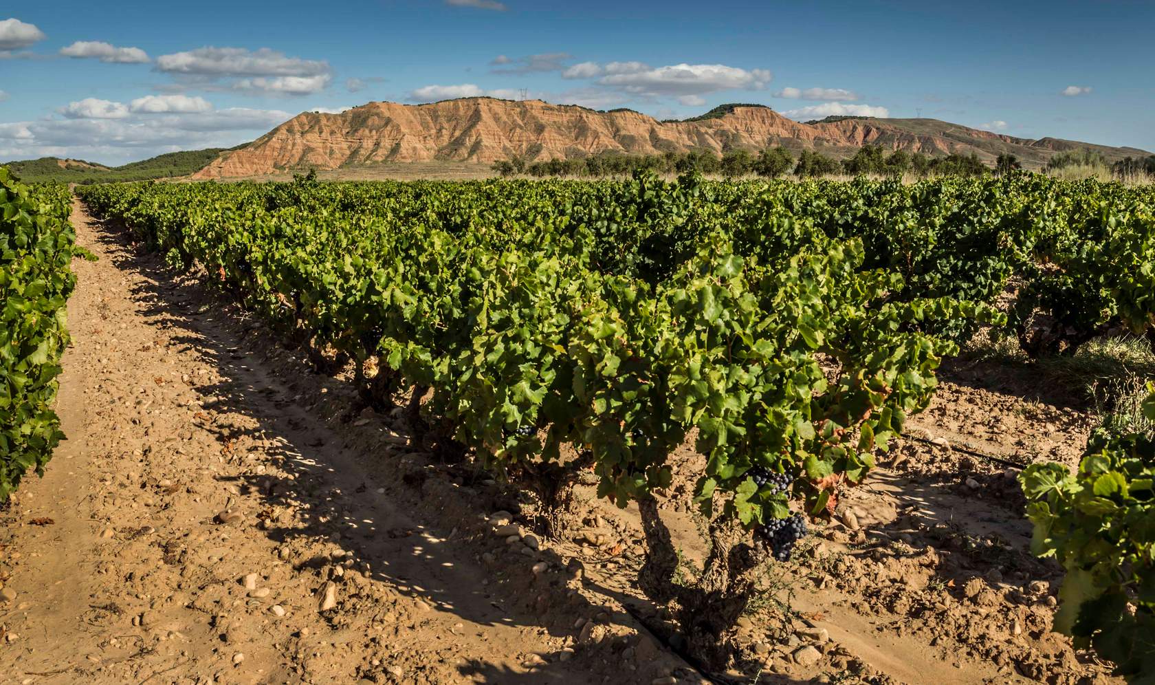 Degustazione di Vini Spagnoli a Milano: La Rioja al Ristorante Spagnolo SaborCatalan